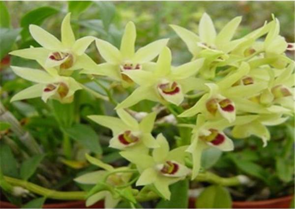 c(din)鿴ԔϢ}Herba Dendrodii Flower xΔ2674