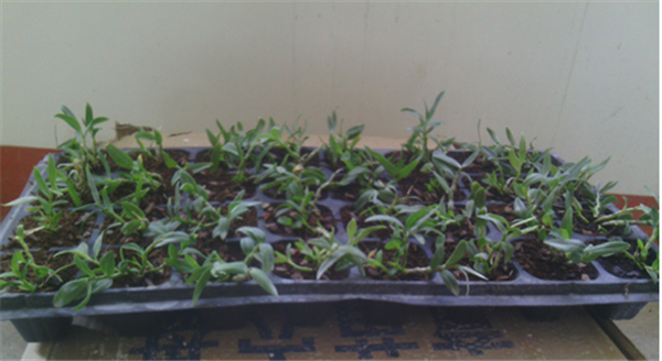 c(din)鿴ԔϢ}Herba Dendrodii Plug Seedlings xΔ2533